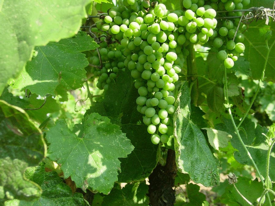 bunches of of unripe grapes on the brunch at Ktima Spiropoulos vineyards